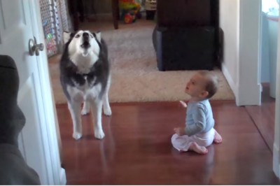 Kiedy ta dwójka zaczęła dyskusję ciężko było się nie śmiać! Zobacz jak maluch kłóci się z dużym psem! 