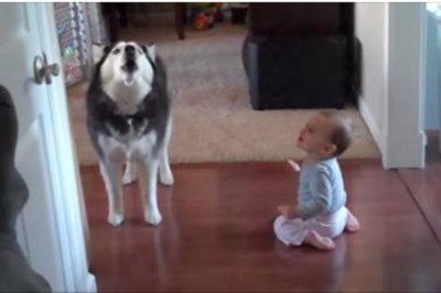 Kiedy ta dwójka zaczęła dyskusję ciężko było się nie śmiać! Zobacz jak maluch kłóci się z dużym psem!