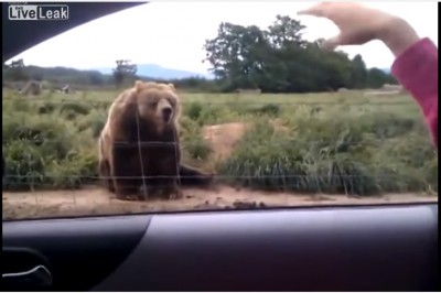 Kobieta pomachała niedźwiedziowi ze swojego samochodu! To jak zareagował jest niewyobrażalne!
