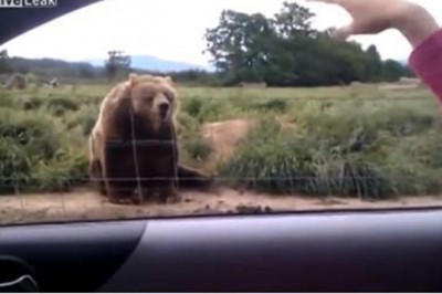 Kobieta pomachała niedźwiedziowi ze swojego samochodu! To jak zareagował jest zaskakujące! 