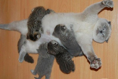 Kocie mamy z dumą prezentują swoje potomstwo! Te kociaki są przesłodkie! 