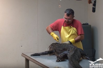 Koleś pokazuje jak filetować aligatora! W razie jak byś już dość karpia w galarecie! 