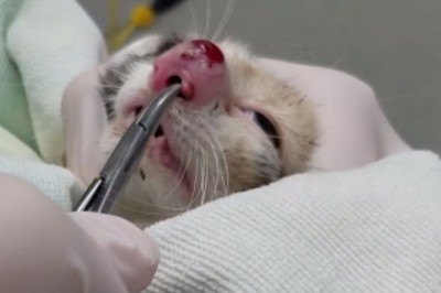 Kot trafia do kliniki z bardzo spuchniętym nosem! To co weterynarz znalazł w środku, przeraża! 