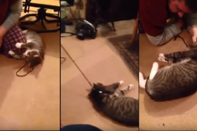 Kot udaje martwego, bo nie chce iść z Panem na spacer! Padłem ze śmiechu!