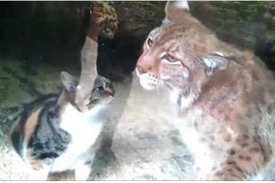 Kot wpadł do klatki drapieżnego rysia! Reakcja drapieżnika na niespodziewanego gościa zaskoczyła ludzi!