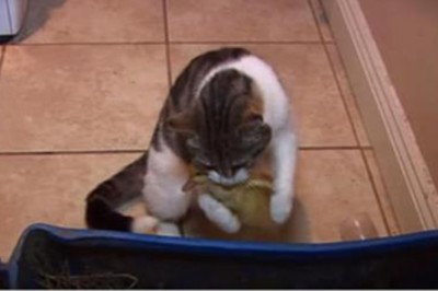 Kot został sam w mieszkaniu z trzema malutkimi kaczuszkami! To co nagrała kamera zaskoczyło mnie!