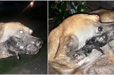 Ktoś wsadził temu psu w pysk petardę i odpalił! Męki jakie przechodził ten pies powinny być przestrogą dla każdego!