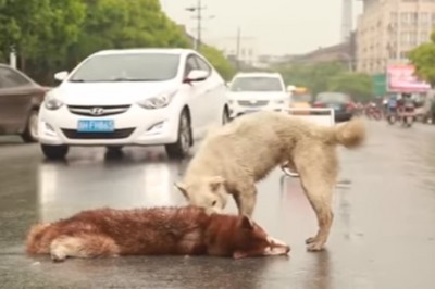Ludzie aż zatrzymywali samochody! Pies próbuje obudzić swojego przyjaciela potrąconego przez auto!
