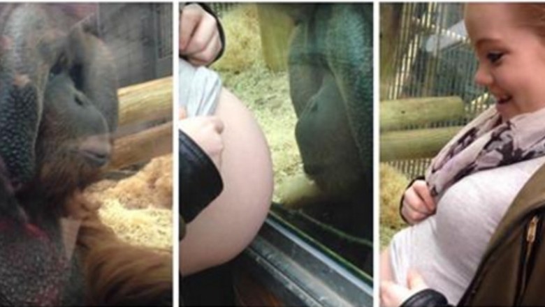 Mama pokazuje brzuszek orangutanowi w ZOO! Emocjonalna reakcja zwierzęcia jest bardzo ludzka!