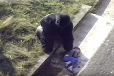 Mały chłopiec wpadł do wybiegu dla goryli i zemdlał! Zachowanie wielkiego samca zaskoczyło wszystkich! 