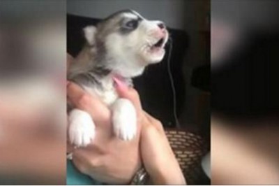 Mały husky otworzył pyszczek żeby zaszczekać pierwszy raz! To co wszyscy usłyszeli było zaskakujące! 