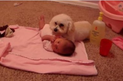 Mały piesek wyczuł niebezpieczeństwo w pobliżu dziecka! Zobacz jak dzielnie stawał w jego obronie!