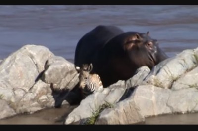 Małą zebra zaczęła tonąć w rzecze! Nie uwierzysz jak zareagował wielki samiec hipopotama!