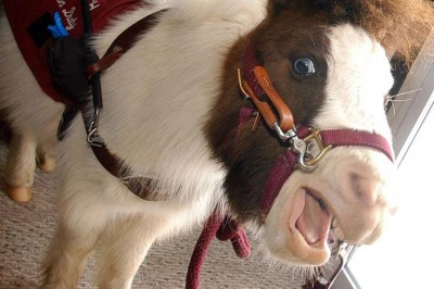 Mini koń przewodnik może zastąpić psa przewodnika ? Przekonaj się sam! 