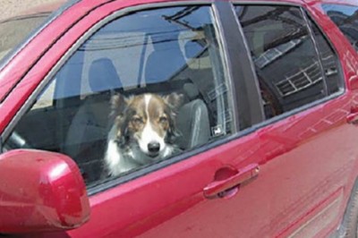 Mężczyzna uratował psa umierającego w gorącym aucie w niesamowity sposób! Nie zbił szyby tylko...