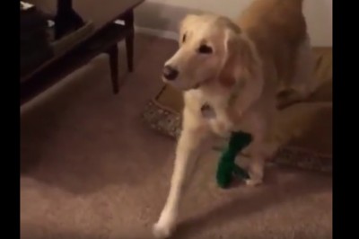 Na Halloween przebrał się za ulubiona zabawkę swojego psa! Widząc reakcję zwierzęcia śmiałam się głośno!