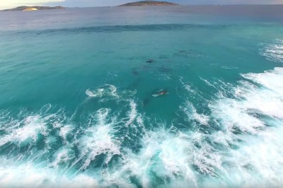 Nagrali dronem ławice delfinów. Zapierający dech w piersiach pokaz piękna natury! 
