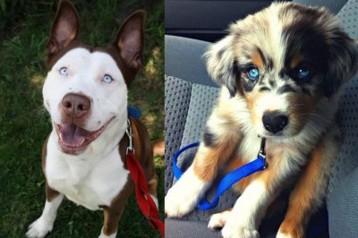 Najsłodsze krzyżówki psów o których istnieniu nie miałaś pojęcia! W 8 się zakochałam! 