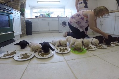 Najtrudniejsza praca świata! Nakarmić naraz 10 malutkich labradorów w jednej kuchni! 