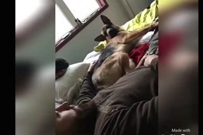 Nie cierpię jak mnie człowiek chwyta za łapę! Szybka lekcja od owczarka niemieckiego dla właściciela!