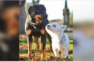 Niewielki terrier zapłodnił suczkę rottweilera! Ich szczeniaki to niezwykła mieszanka wybuchowa! 