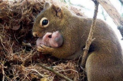 Niezwykłe nagranie gdy mama wiewiórka ratuje swoje maleństwo przed pewną śmiercią! 
