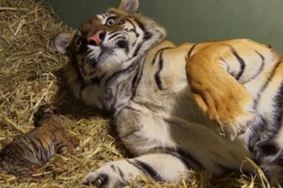 Niezwykły poród tygrysicy nagrany przez pracowników ZOO! Zbliżenie między jej łapy.. Zaniemówiłam!