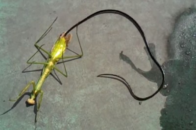 Okropny widok! Pasożyt wypełzający z żywej modliszki! Nie wiem jak tam się zmieśćił! 