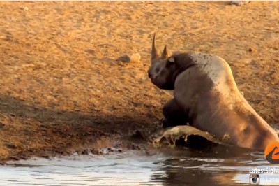 Olbrzymi nosorożec utknął w błocie! Teraz zwróć uwagę co się pojawia po lewej stronie ekranu! 