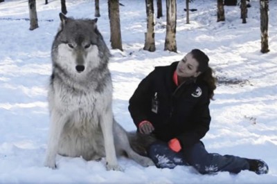 Olbrzymi wilk potulnie siada tuż przy niej! Teraz zobacz co się stało gdy spojrzeli sobie w oczy! 