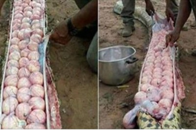 Olbrzymi wąż zagrażał ich domom! Rolnicy byli w szoku co znaleźli w jego wnętrzu gdy w końcu go schwytali!