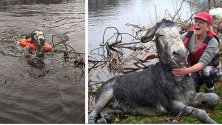 Osiołek tonął w rwącej rzecze! Gdy został wyciągnięty przez człowieka uśmiechał się od ucha do ucha!