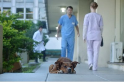 Pies czeka na swojego pana kilka dni pod szpitalem! Gdy w końcu otwierają się drzwi łzy same płyną do oczu! 