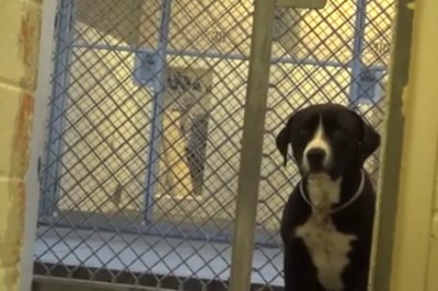 Pies czekał w schronisku na śmierć! Na szczęście pojawiła się ta rodzina i odmieniła los!