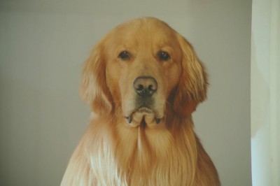 Pies czuł się odrzucony gdy w rodzinie pojawiło się dziecko! Zobacz co zrobił jego właściciel! 