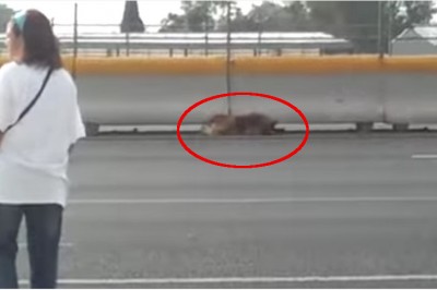 Pies dosłownie chciał popełnić samobójstwo! Zobacz jak ta kobieta ryzykując życie próbuje go powstrzymać!