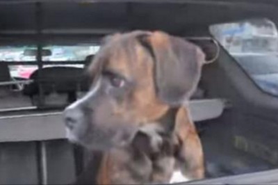 Pies dosłownie odleciał gdy zobaczył tego żołnierza wracającego z długiej misji! Bardzo emocjonalne!