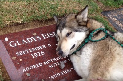 Pies zaciągnął ją nad grób bliskiej osoby! Jego reakcji nie da opisać się słowami...