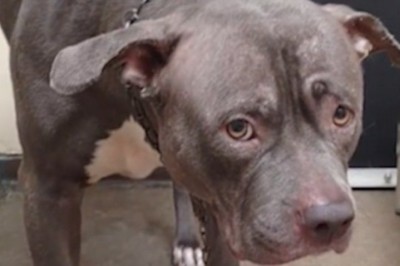 Pies zrozumiał, że właściciel porzuca go w schronisku! Jego przerażona mina mówi więcej niż 1000 słów! 