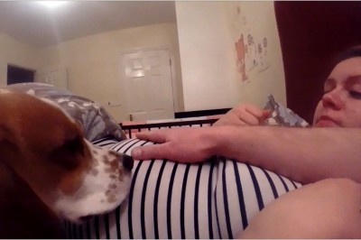 Piesek obwąchuje brzuszek przyszłej mamy! Teraz zobacz reakcję gdy pierwszy raz zobaczył dzidziusia!