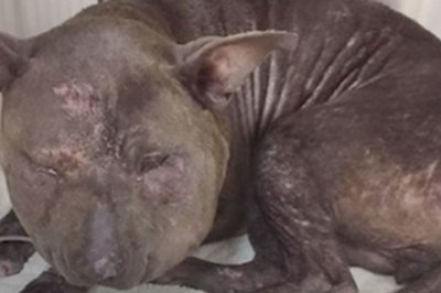 Pobita suczka była tak skatowana, że nie mogli poznać jej rasy! Jej metamorfoza zaskoczyła każdego! 