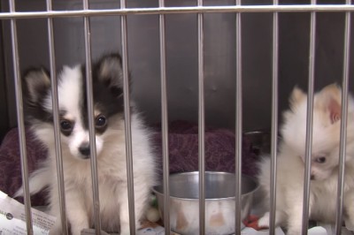 Policjanci uratowali 526 szczeniaków z rąk tych potworów! Co stało się rok później? Nie da się nie uśmiechnąć!