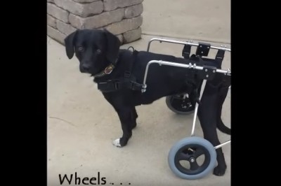 Potrącony pies musiał czołgać się z ulicy żeby przeżyć! To jak potoczyła się jego historia wywołuje łzy! 