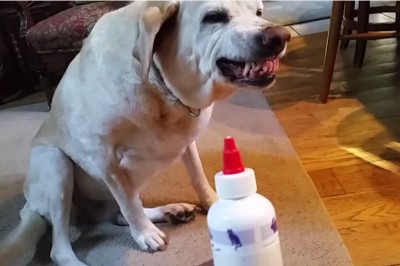 Powiedział swojemu psu, że czas na jego leki! Teraz zobacz reakcję zwierzaka... jest bezcenna! 