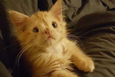 Powiedzieli, że jest zbyt brzydki by ktoś go pokochał! Gdy go zobaczyłam stwierdziłam, że jest przesłodki!