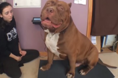 Poznaj Hulka największego Pitbulla na świecie, który waży 80 kg!