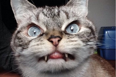 Poznaj kota wampira, który zauroczy Cie od pierwszego wejrzenia! Nie mogę oderwać wzroku!  