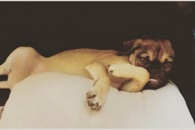 Poznaj szczeniaka który nigdy nie jest zadowolony. Zapomnijcie o Grumpy Cat! 