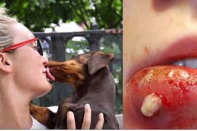 Pozwalasz psu lizać się po twarzy? Przeczytaj czym to może grozić Tobie i bliskim!