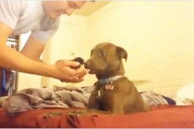 Przedstawił maleńkiego kotka swojemu wielkiemu psu! Nie miał pojęcia, że zareaguje tak emocjonalnie!